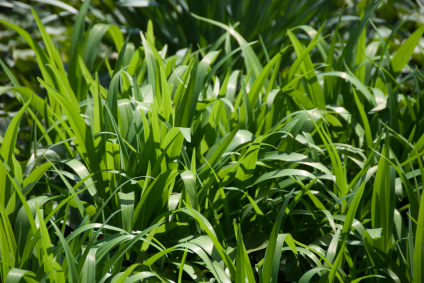 tall_grass.jpg